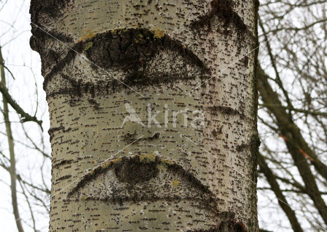 Grauwe abeel (Populus x canescens)