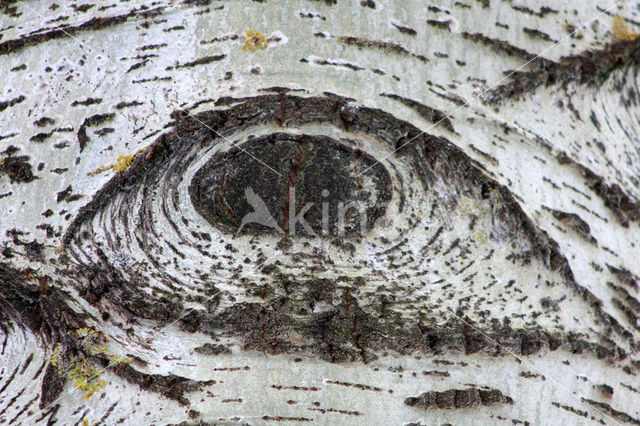 Grauwe abeel (Populus x canescens)