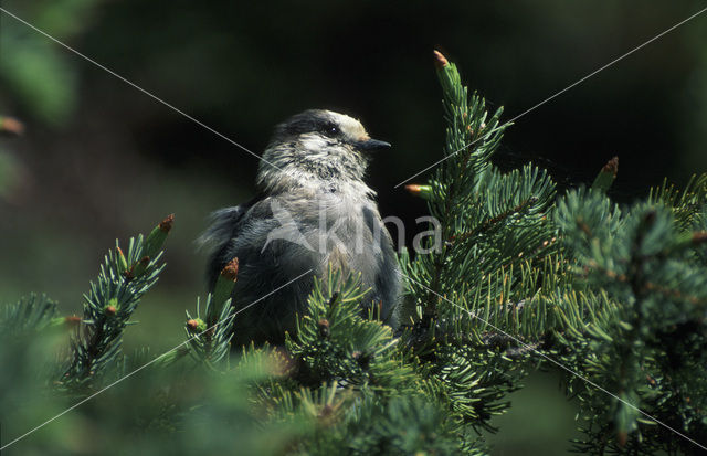 Grijze Gaai (Perisoreus canadensis)