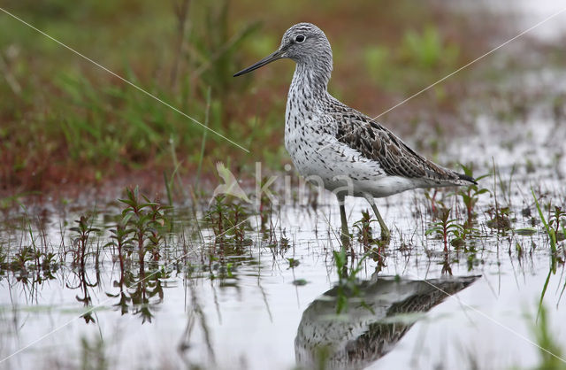 Groenpootruiter (Tringa nebularia)