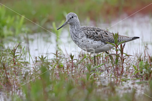 Groenpootruiter (Tringa nebularia)