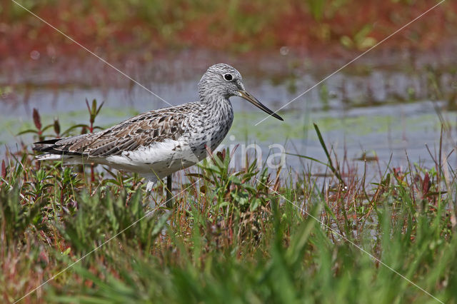 Groenpootruiter (Tringa nebularia)