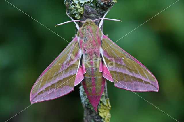 Groot avondrood (Deilephila elpenor)