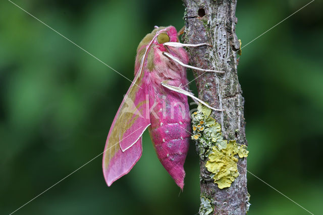 Groot avondrood (Deilephila elpenor)