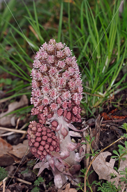 Groot hoefblad (Petasites hybridus)