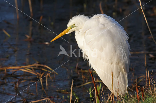 Grote zilverreiger (Casmerodius albus)