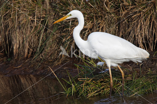 Grote zilverreiger (Casmerodius albus)