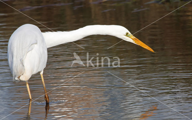 Grote zilverreiger (Casmerodius albus)