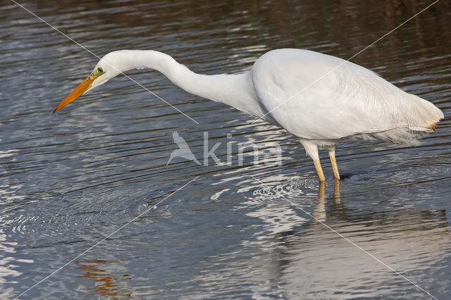 Grote zilverreiger (Casmerodius albus)