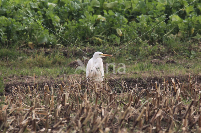 Grote zilverreiger (Casmerodius albus)