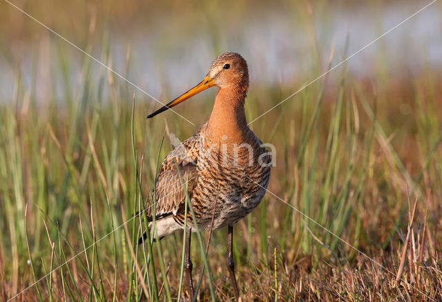 Grutto (Limosa limosa)