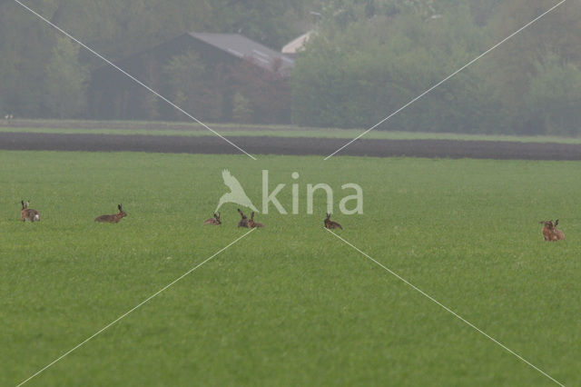 Haas (Lepus europaeus)