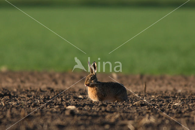 Haas (Lepus europaeus)