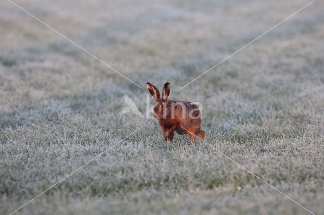 Haas (Lepus europaeus)