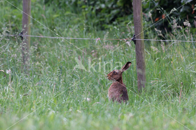 Haas (Lepus europaeus)