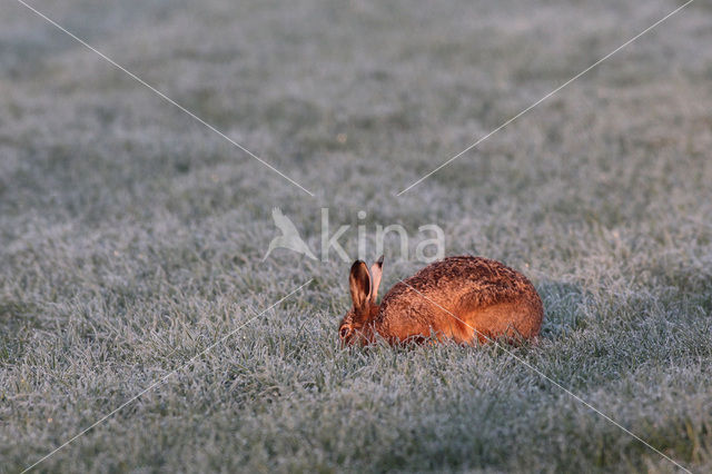 Haas (Lepus europaeus)