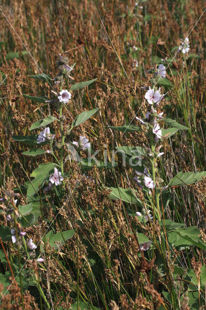 Heemst (Althaea )