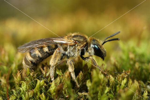 Heidebronsgroefbij (Halictus confusus)