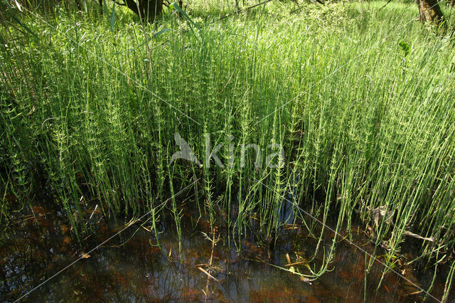 Holpijp (Equisetum fluviatile)