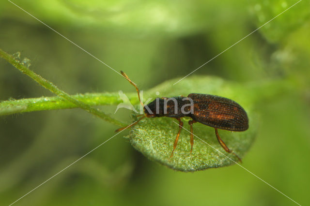 Hydraena testacea