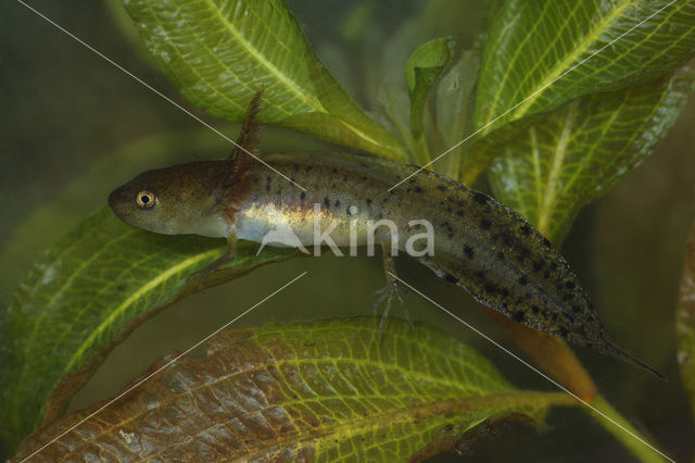 Kamsalamander (Triturus cristatus)