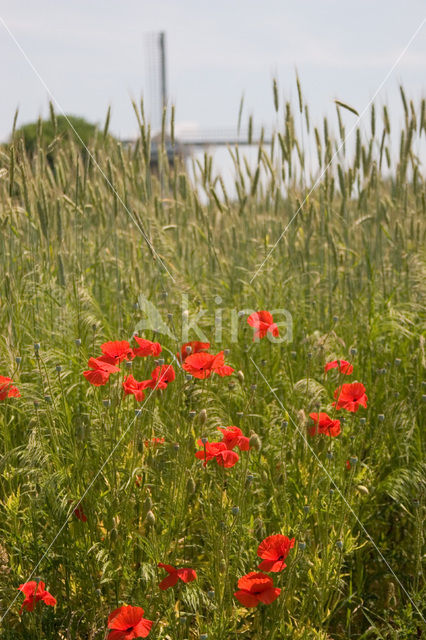 Klaproos (Papaver spec.)