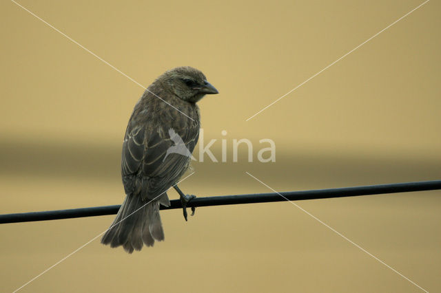 Kleine Koespreeuw (Molothrus bonariensis)