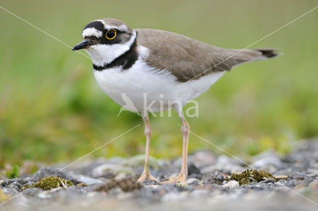 Kleine Plevier (Charadrius dubius)