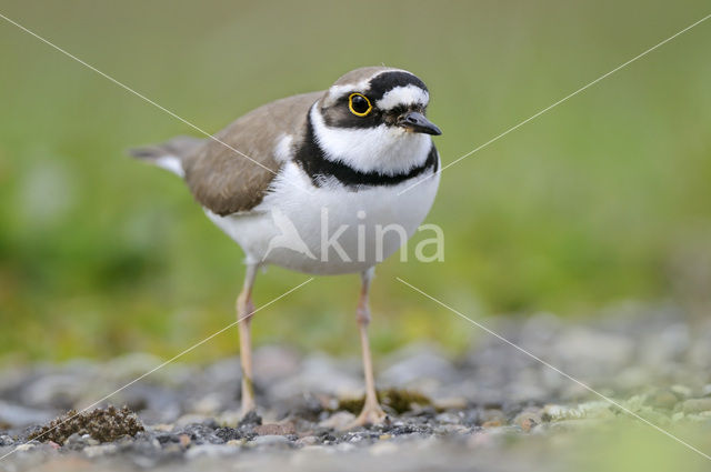 Kleine Plevier (Charadrius dubius)