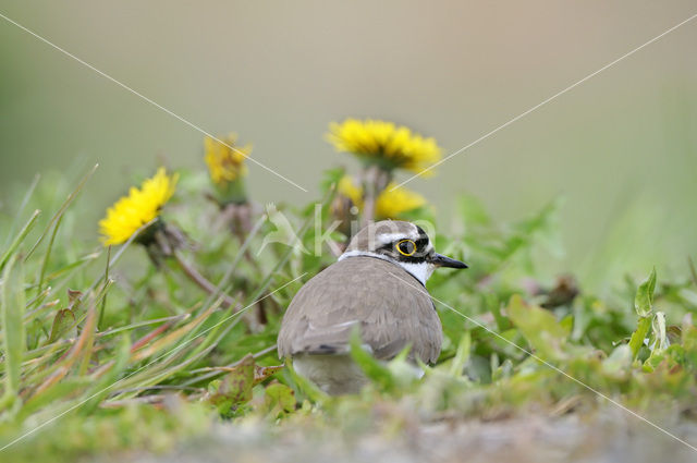 Kleine Plevier (Charadrius dubius)