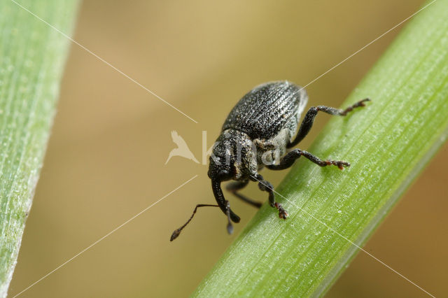 Ceutorhynchus cochleariae