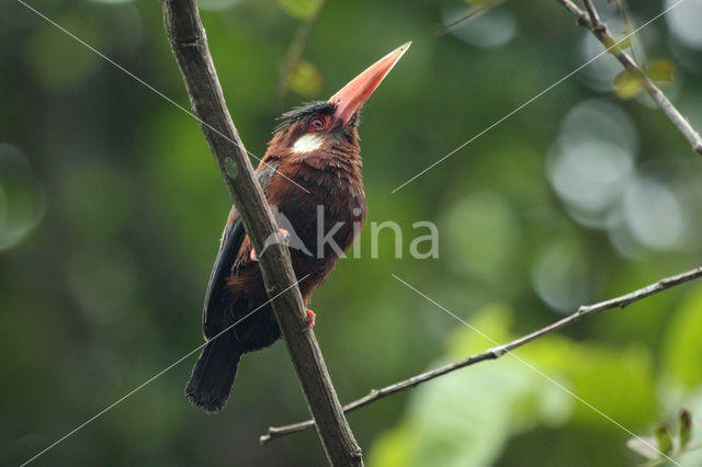 Kortstaartglansvogel (Galbalcyrhynchus leucotis)