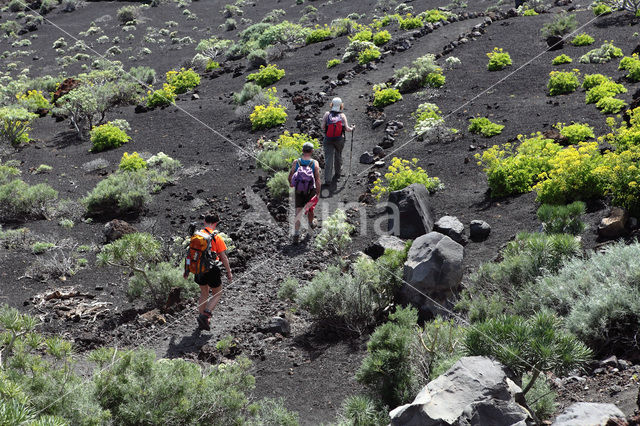 La Palma