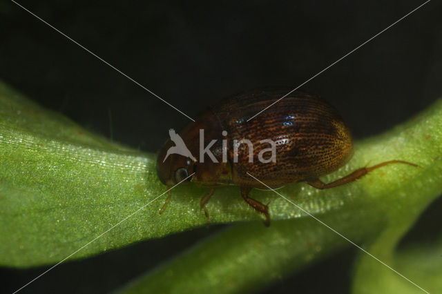 Laccobius bipunctatus