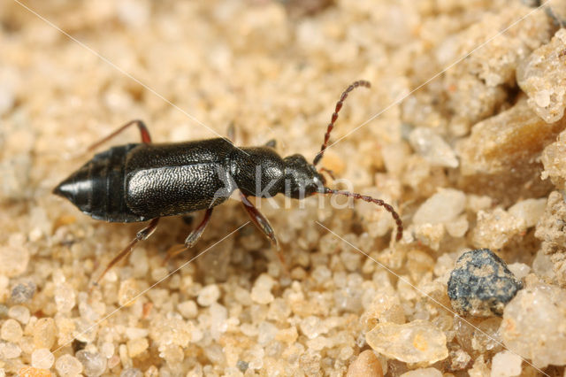 Langvleugelmoskortschildkever (Lesteva longoelytrata)