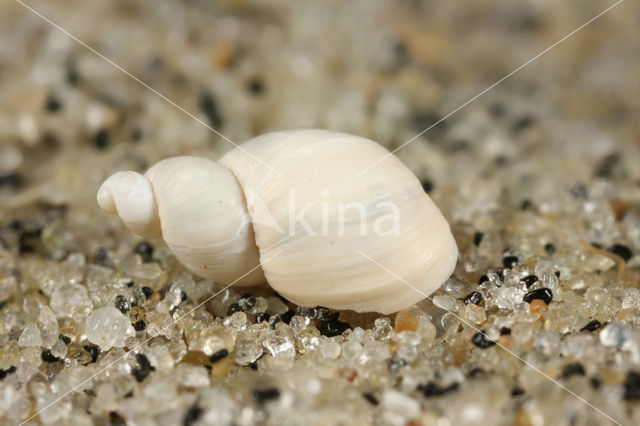 Langwerpige barnsteenslak (Succinea oblonga)