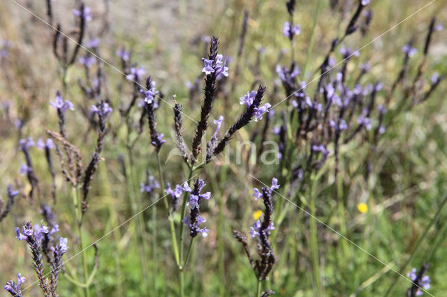 Lavendel (Lavandula buchii)