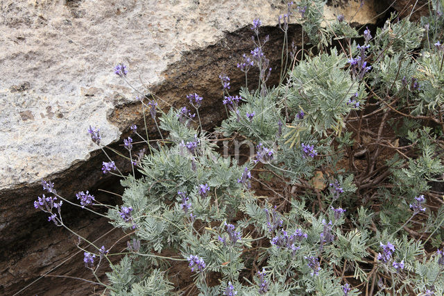 Lavendel (Lavandula canariensis)