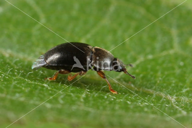 Meligethes denticulatus