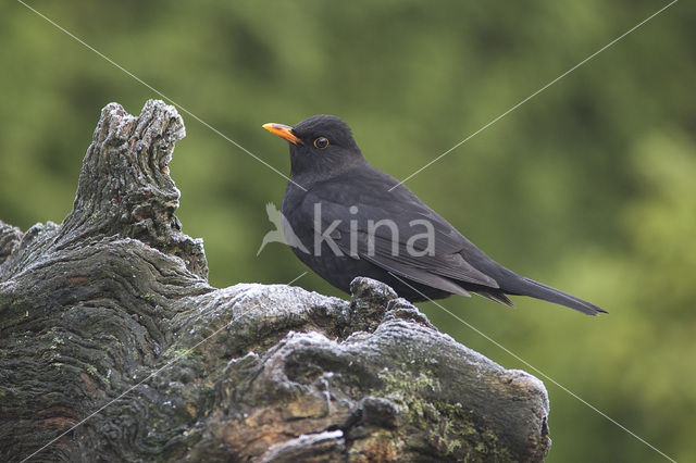 Merel (Turdus merula)