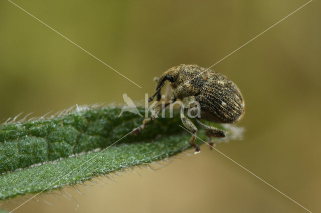 Nedyus quadrimaculatus