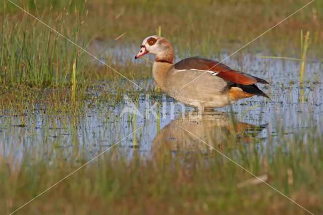 Nijlgans (Alopochen aegyptiaca)