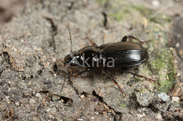 Oeverzwartschild (Pterostichus anthracinus)