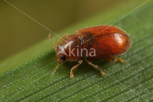 Ongevlekt Rietkapoentje (Coccidula rufa)