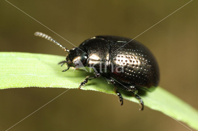 Oosters goudhaantje (Chrysolina oricalcia)