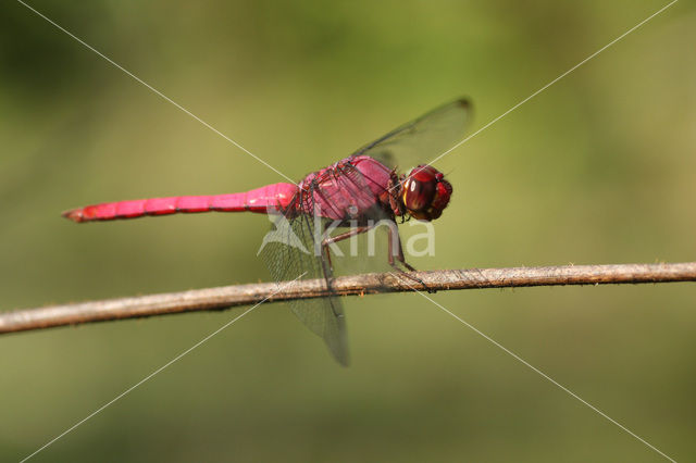 Orthemis discolor