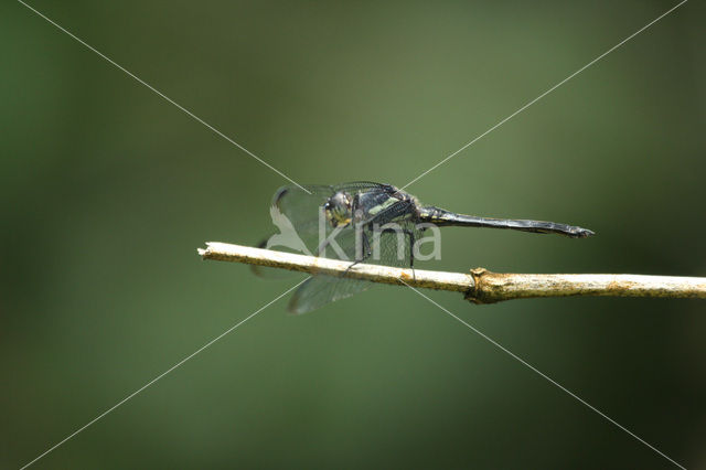 Orthemis sp.n.