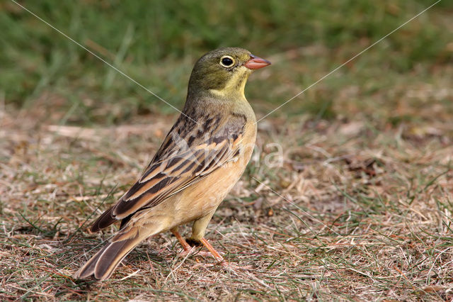 Ortolaan (Emberiza hortulana)