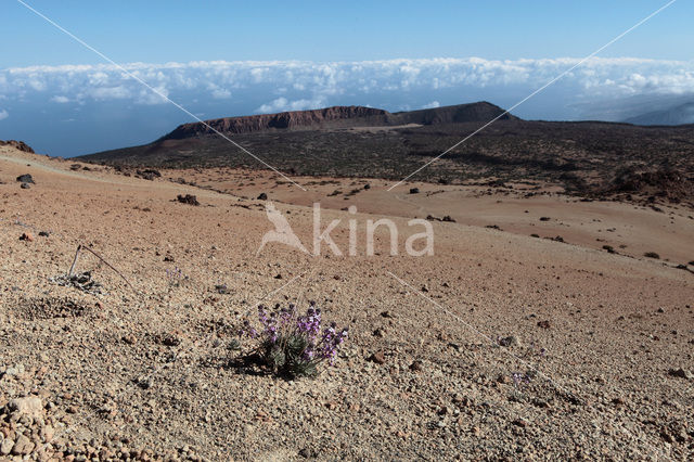 Parque Nacional de Pico del Teide