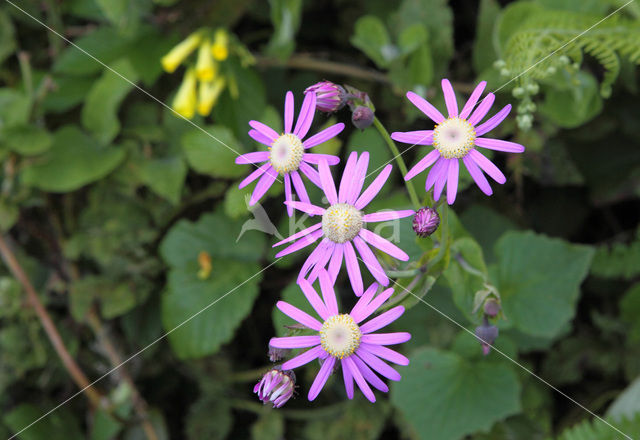 Pericallis echinata